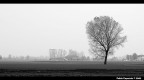 Campagna nella nebbia Campagna nella nebbia