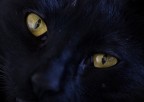 Occhi di gatto Occhi di gatto