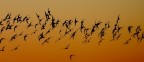 avocette al tramonto avocette al tramonto