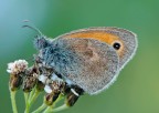 Coenonympha-pamphilus Coenonympha-pamphilus