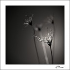 The Keeper The Keeper