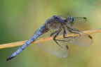 Orthetrum coerulescens Orthetrum coerulescens