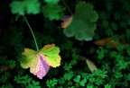 Splendore d' Inverno