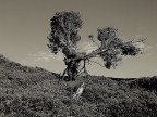 L'ALBERO SOLITARIO