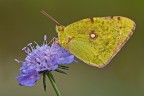 Colias Colias