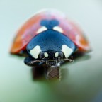 50d 100mm+50mm invertito f16 0.3sec 100iso
http://s6.postimage.org/wbw0ihrc1/Coccinella.jpg