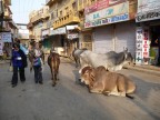 Per le strade di Bikaner