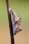 Crisalide di Nymphalis polychloros Crisalide di Nymphalis polychloros