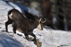 Camoscio dal Gran Paradiso