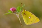 The colias and the flower The colias and the flower