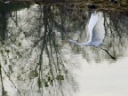 Fujifilm Finepix S100 FS

F/5.3   1/320sec    ISO 100  Lunghezza focale: 400 mm Eq