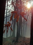 sole per il sole