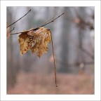 Foglia sospesa Foglia sospesa