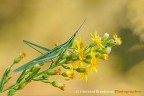 Acrida hungarica Acrida hungarica