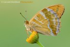 Argynnis paphia Argynnis paphia