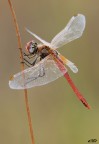 SYMPETRUM FONSCOLUMBII SYMPETRUM FONSCOLUMBII