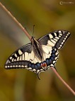 Il Macaone (Papilio machaon Linnaeus, 1758) Il Macaone (Papilio machaon Linnaeus, 1758)