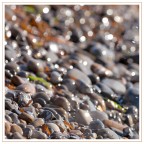 :: Breccia di mare :: :: Breccia di mare ::