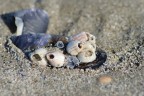 Conchiglia sulla spiaggia Conchiglia sulla spiaggia