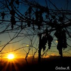 uva tardiva uva tardiva