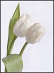 Tulipani Tulipani