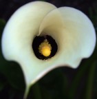 Sinuosità Sinuosità