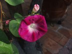 fiore fiore