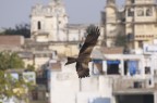 Black Kite in Udaipur Black Kite in Udaipur