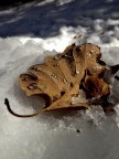 foglia quercia e neve 2 foglia quercia e neve 2