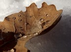 foglia di quercia e neve foglia di quercia e neve