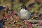 Occhiocotto(Sylvia melanocephala) Occhiocotto(Sylvia melanocephala)