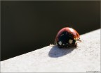 Coccinella in inverno Coccinella in inverno