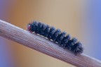 Bruco di Melitaea cinxia
Dati exif: f/8 - 2,5 sec. - ISO 1800 - Esp. -1,0
[url=http://img849.imageshack.us/img849/664/brucodimelitaeacinxiahr.jpg] Clicca qui per l'alta risoluzione [/url]


Graditi commenti e critiche

Max