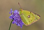 Colias Colias
