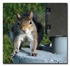 Cip e Ciop Cip e Ciop