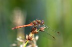 Libellula Libellula