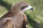 Black Kite Black Kite