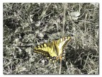 Farfalla ossolana Farfalla ossolana