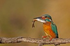 La pescatrice La pescatrice