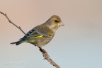 Verdone-Carduelis chloris Verdone-Carduelis chloris