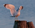 Il gabbiano vanitoso Il gabbiano vanitoso