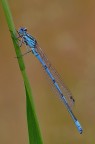 Coenagrion puella Coenagrion puella