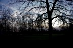 la foresta buia