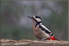 Picchio rosso maggiore maschio Picchio rosso maggiore maschio