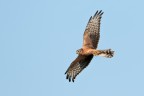 Albanella minore (circus pygargus) Albanella minore (circus pygargus)
