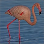 Incontro in Camargue