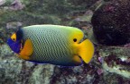 Pesce tropicale Pesce tropicale