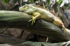 Iguana Iguana