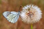 Aporia crataegi