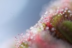 Drosera Drosera
